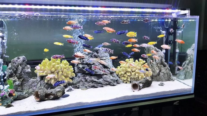 Hóa thân thành con cá