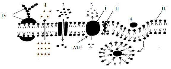 Đề thi học kỳ I lớp 10 THPT chuyên Thái Nguyên năm 2012 - 2013 môn Sinh học Đề thi học kỳ I lớp 10 THPT chuyên Thái Nguyên năm 2012 - 2013 môn Sinh học