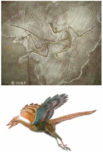 Tuyển tập c&acirc;u hỏi Tiến h&oacute;a