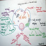 Đề thi và đáp án môn Sinh khối B