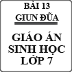 Giáo án Sinh học lớp 7 bài Giun đũa