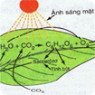Giáo án Sinh học lớp 6 bài: Quang hợp