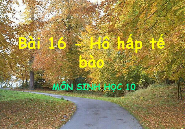 H&ocirc; hấp tế b&agrave;o