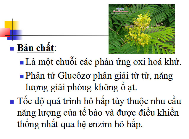 qu&aacute; tr&igrave;nh h&ocirc; hấp tế b&agrave;o