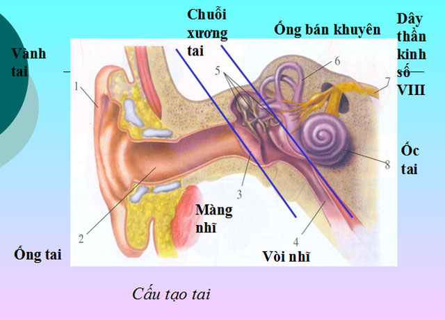 Bài giảng Cơ quan phân tích thính giác Cấu tạo của tai