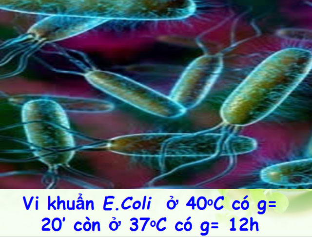 Bài giảng Sinh trưởng của vi sinh vật Sinh học 10 Sinh trưởng của vi sinh vật