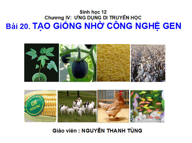 Tạo giống nhờ c&ocirc;ng nghệ gen Sinh học 12