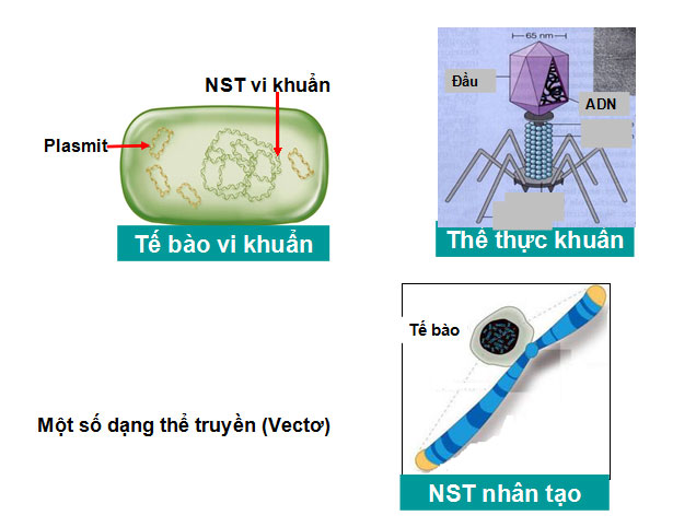  Tạo giống nhờ c&ocirc;ng nghệ gen
