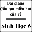 Bài giảng Cấu tạo miền hút của rễ Sinh học 6