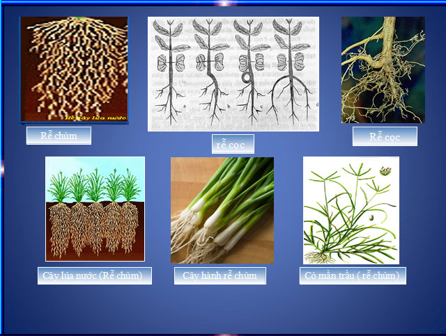  Cấu tạo miền hút của rễ 