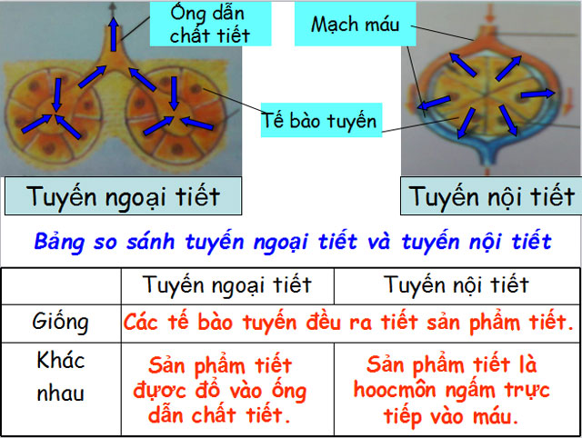 Bài giảng Giới thiệu chung hệ nội tiết Sinh học 8 Giới thiệu chung hệ nội tiết