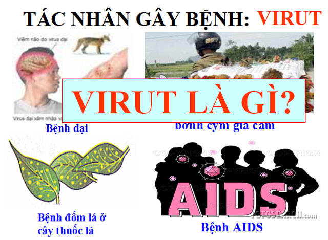 B&agrave;i giảng Sinh học 10