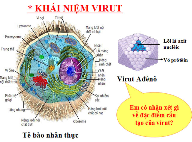 Cấu tr&uacute;c c&aacute;c loại virut