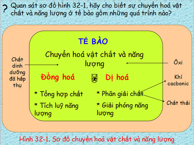 B&agrave;i giảng Sinh học 8
