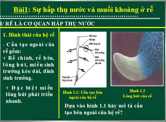  Sự hấp thụ nước và muối khoáng ở rễ 