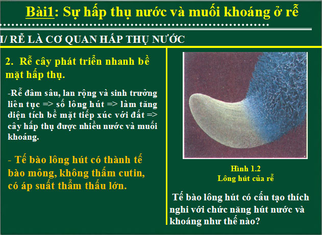 Bài giảng Sinh học 11 bài 1