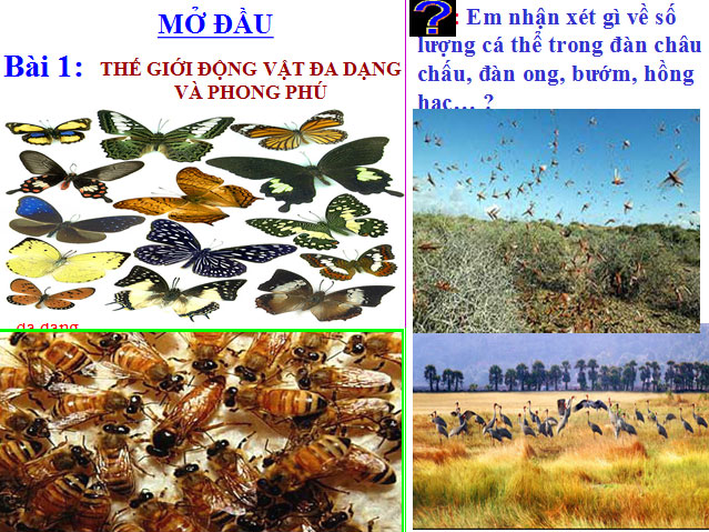 Bài giảng Sinh học 7 Bài 1