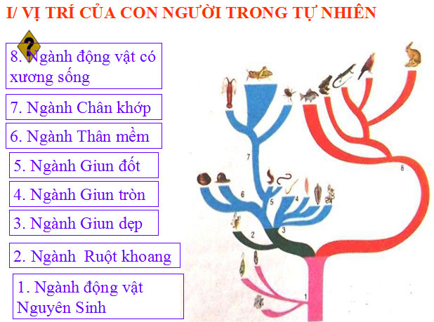 Bài giảng Sinh học 8 bài 1