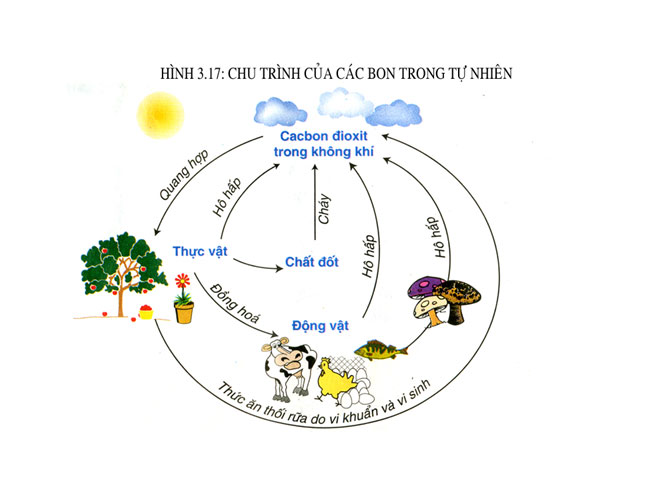 Bài giảng Hóa học 9 Axit cacbonic và muối cacbonat