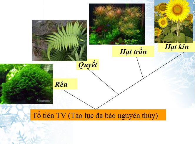 Ví dụ về một loài