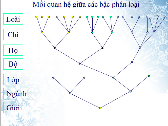 Mối quan hệ giữa các bậc