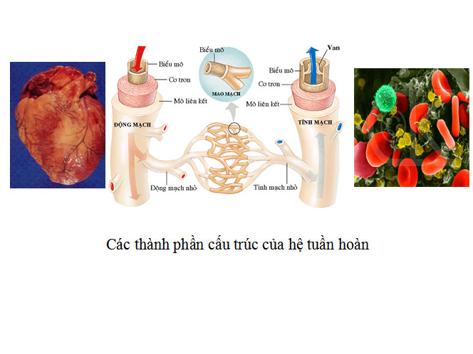 Cấu trúc của hệ tuần hoàn