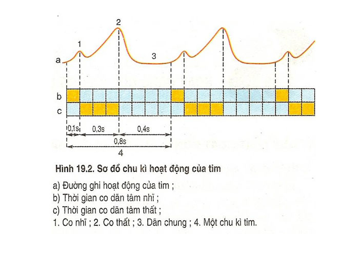 Chu kì hoạt động của tim