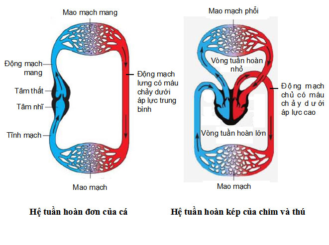 Ví dụ hệ tuần hoàn
