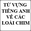 Từ vựng tiếng Anh về các loài chim