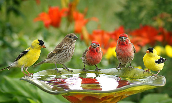 Từ vựng tiếng Anh về các loài chim Từ vựng tiếng Anh về các loài chim