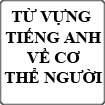 Từ vựng tiếng Anh về cơ thể người