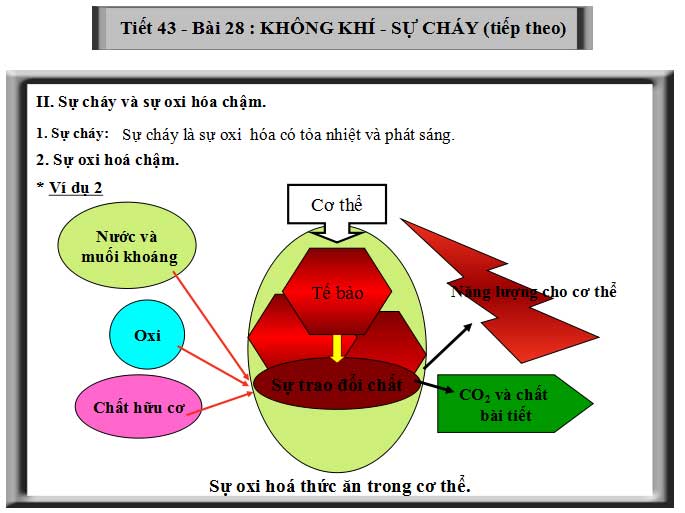 Sơ đồ sự oxi hóa thức ăn trong cơ thể