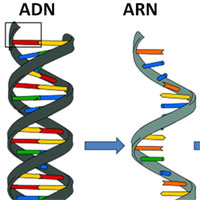 Giáo án Sinh học 9 bài Mối quan hệ giữa gen và ARN