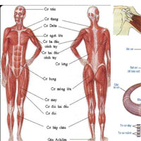 Giáo án Sinh học 8 bài Cấu tạo và tính chất của cơ
