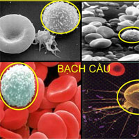 Giáo án Sinh học 8 bài Bạch cầu - Miễn dịch