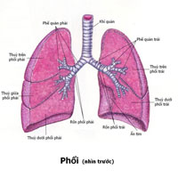 Giáo án Sinh học 8 bài Hô hấp và các cơ quan hô hấp