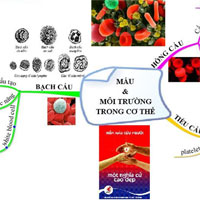 Giáo án Sinh học 8 bài Ôn tập học kỳ I