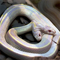 Giáo án Sinh học 9 bài Thực hành nhận biết một vài dạng đột biến