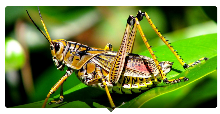 Vốn từ vựng tiếng Anh của bạn "siêu đẳng" đến đâu?