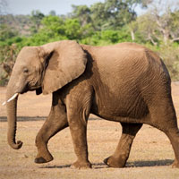 Giáo án Tiếng Anh 6 unit 4: Big and small