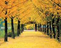 Đo độ hiểu biết của bạn về mùa thu