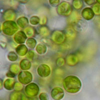 Đề kiểm tra học kì 1 môn Sinh học lớp 6 năm học 2013 - 2014 huyện Triệu Phong, Quảng Trị