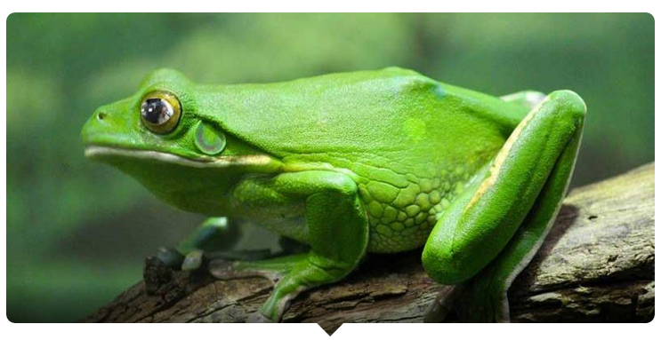 Thánh từ vựng tiếng Anh có phải là bạn?