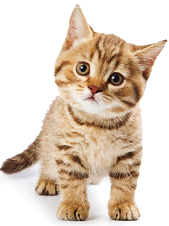 Đề thi Violympic Tiếng Anh lớp 3 vòng 1