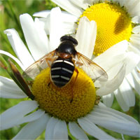 Giáo án Sinh học 9 bài Thoái hóa do tự thụ phấn và do giao phối gần