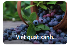 nhin-hinh-doan-ten-trai-cay-hoc-tu-vung-tieng-anh-chu-de-trai-cay