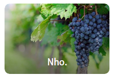 Nhìn hình đoán tên trái cây - Học từ vựng Tiếng Anh chủ đề trái cây