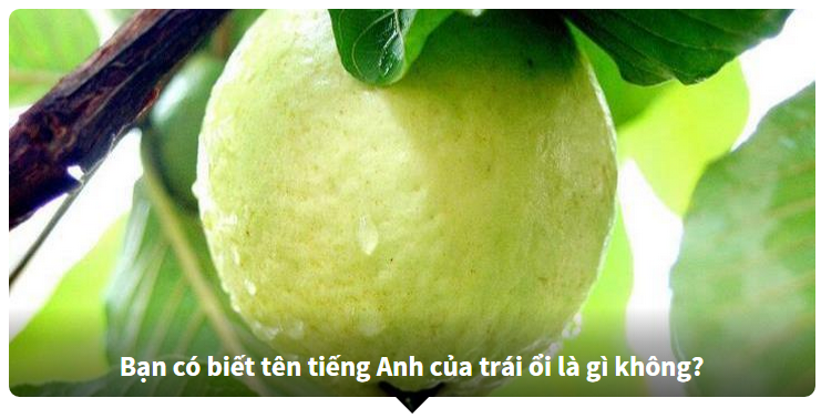 Nhìn hình đoán tên trái cây - Học từ vựng Tiếng Anh chủ đề trái cây