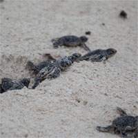 Giáo án đề tài Chuyến phiêu lưu của Rùa con