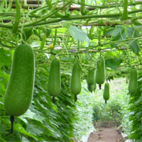 Giáo án đề tài Bầu và bí